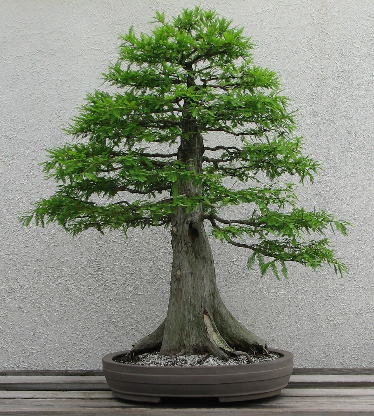 Bald cypress, twenty years of work