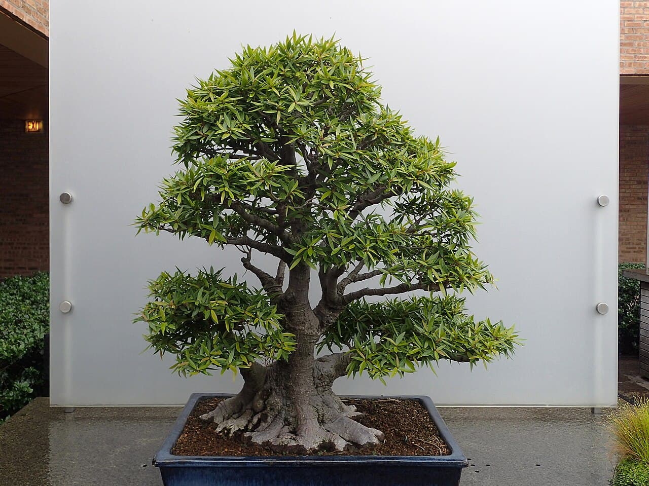 Ficus salicaria, willow-leaf fig