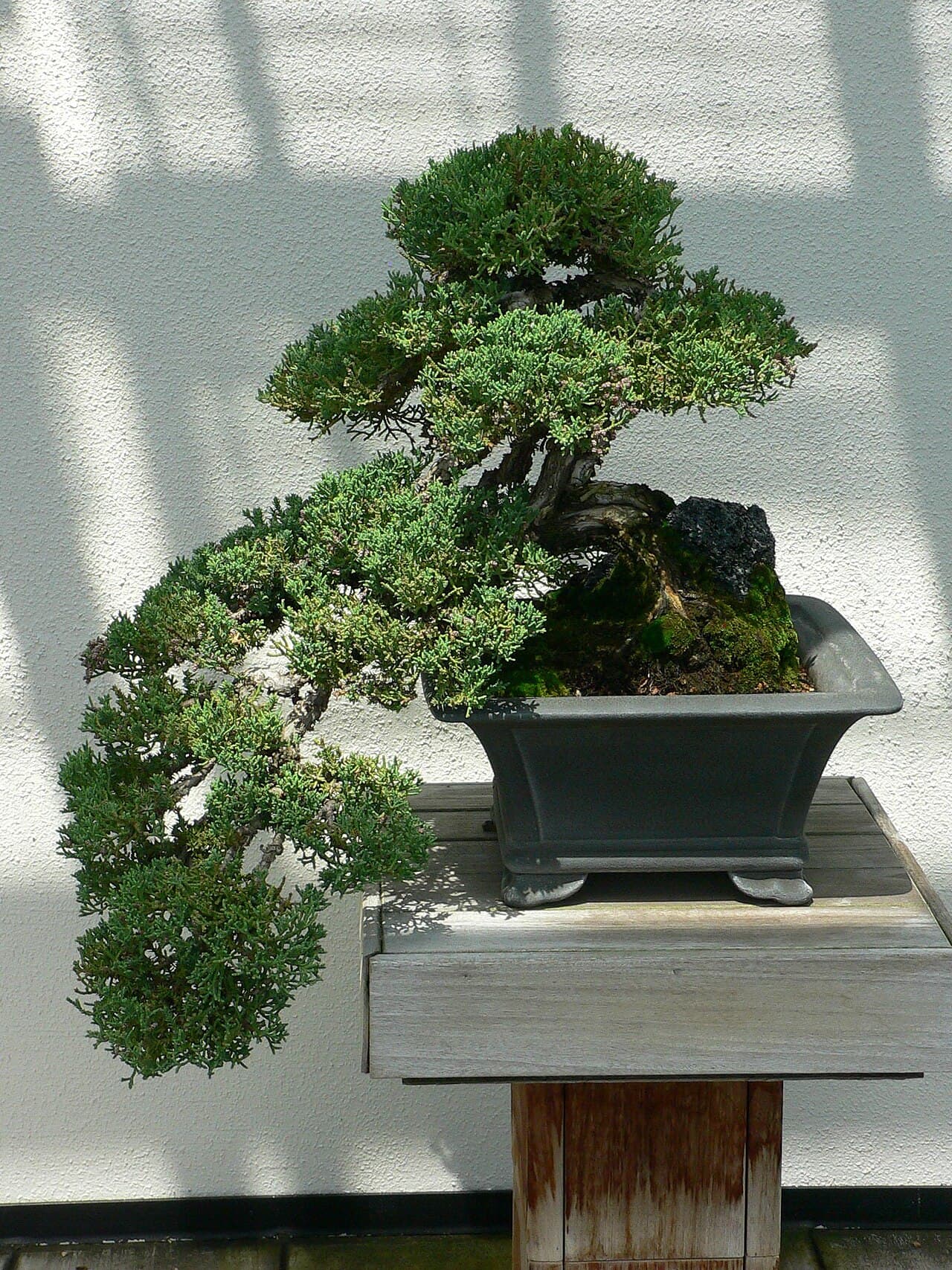 Procumbens juniper, cascade